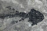 Discosauriscus (Early Permian Reptiliomorph) - Czech Republic #76376-3